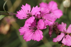 Microbotryum dianthorum