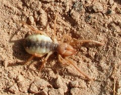 Eremobatidae