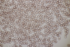 Microbotryum dianthorum