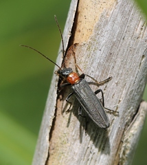 Oedemera croceicollis