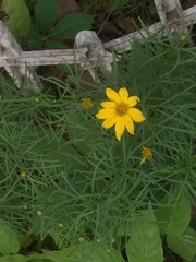 Coreopsis palmata