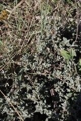Helichrysum odoratissimum