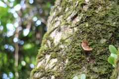 Garaeus apicata