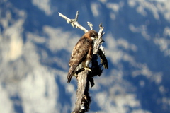 Buteo albigula