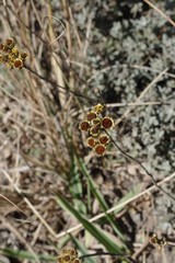 Helichrysum odoratissimum