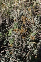 Helichrysum odoratissimum