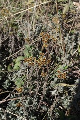 Helichrysum odoratissimum