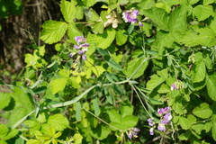 Lathyrus incurvus