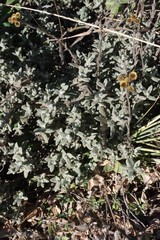 Helichrysum odoratissimum