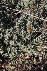 Helichrysum odoratissimum