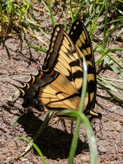 Papilio canadensis × glaucus