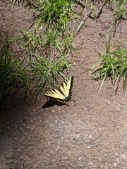 Papilio canadensis × glaucus