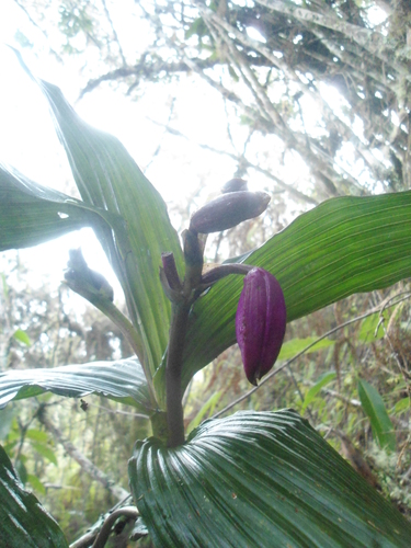 Sobralia altissima