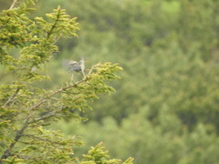 Turdus torquatus