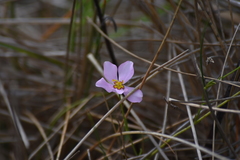 Sabatia stellaris