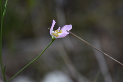Sabatia stellaris