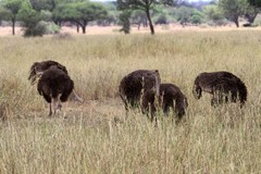 Struthio camelus massaicus