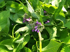 Symphytum × uplandicum