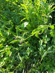 Symphytum × uplandicum