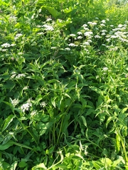 Symphytum × uplandicum