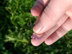 Symphytum × uplandicum