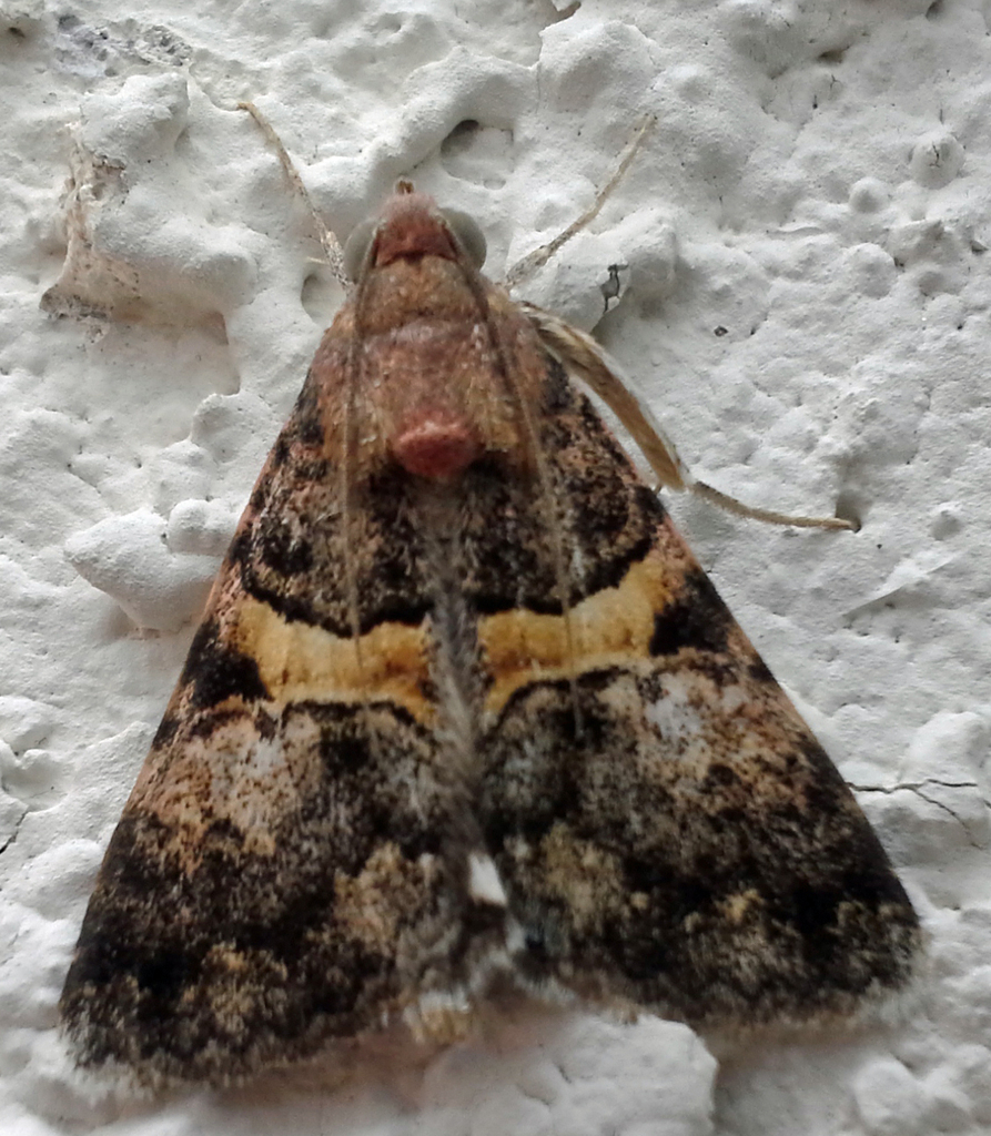 Forsebia Moth