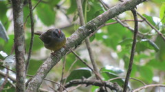 Myiothlypis coronata