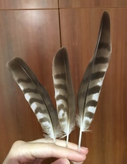 Accipiter nisus