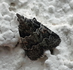 Satole ligniperdalis