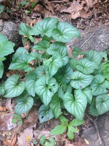 Viola hirsutula Brainerd
