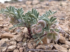 Astragalus pubentissimus