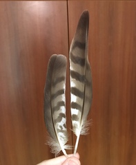 Accipiter nisus