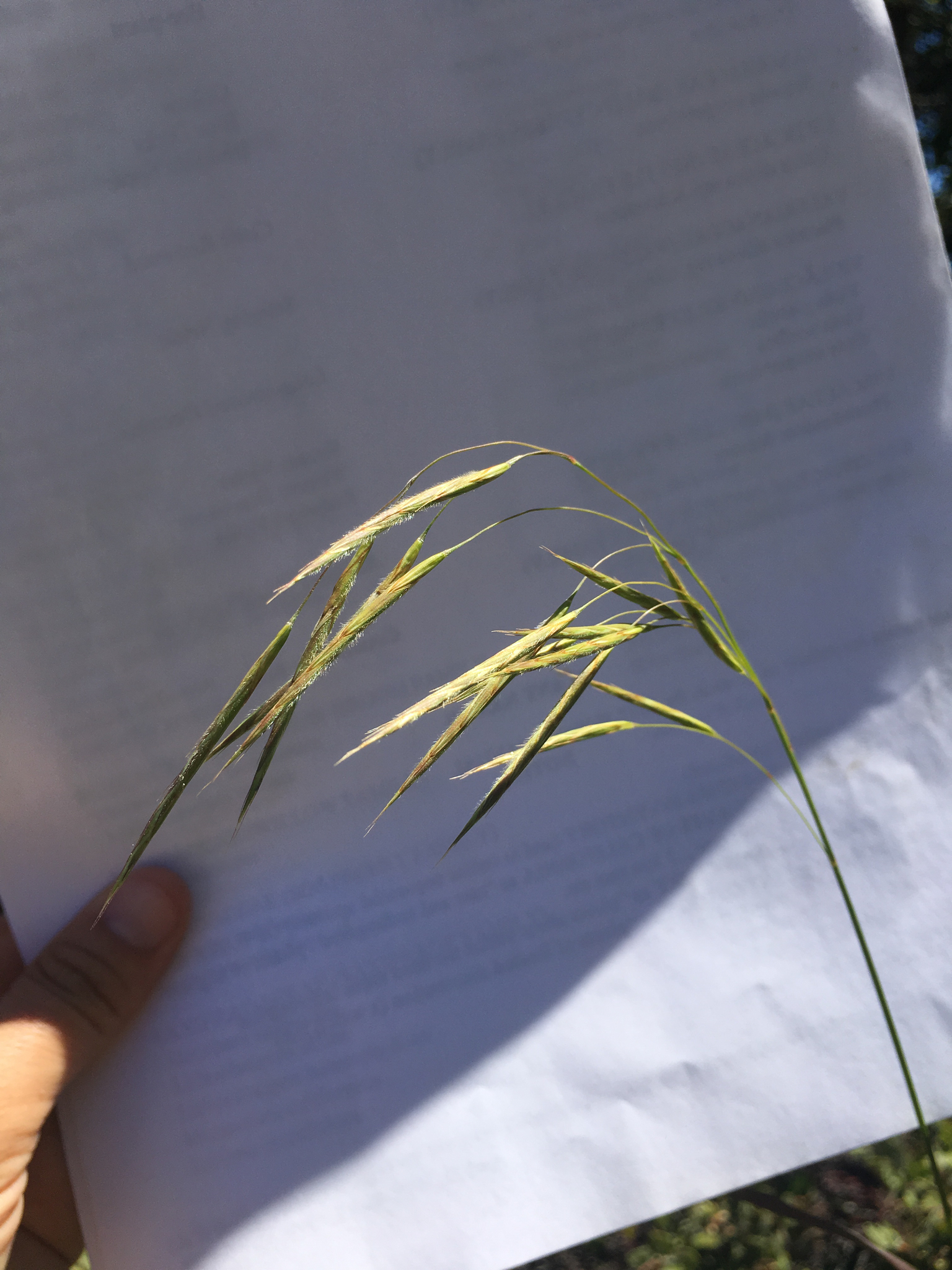Bromus laevipes