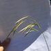 Chinook Brome - Photo (c) Tori Bohlen, some rights reserved (CC BY-NC), uploaded by Tori Bohlen