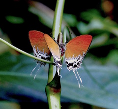 Eooxylides tharis distanti