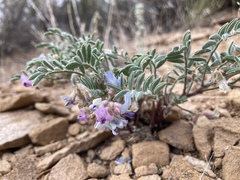 Astragalus pubentissimus