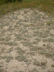 Artemisia hololeuca