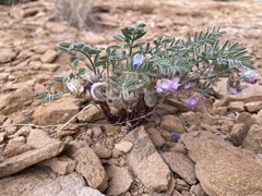 Astragalus pubentissimus