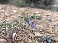 Astragalus pubentissimus