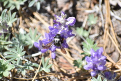 Xylocopa californica californica