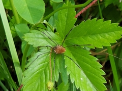 Leiobunum calcar