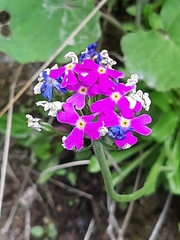 Primula farinosa
