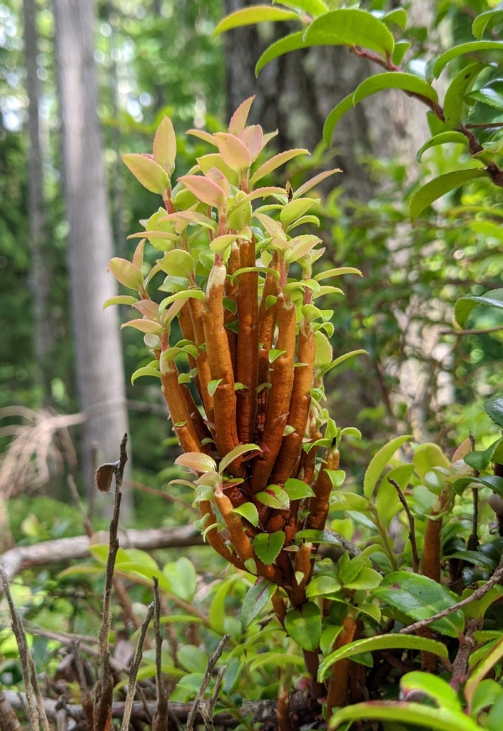Pucciniastraceae