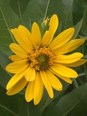 Wyethia amplexicaulis