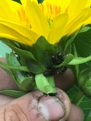 Wyethia amplexicaulis