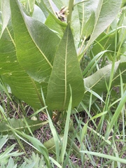 Wyethia amplexicaulis