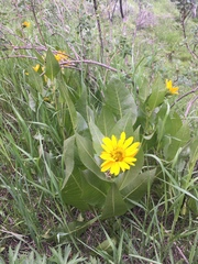 Wyethia amplexicaulis