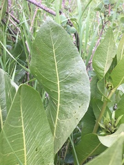 Wyethia amplexicaulis