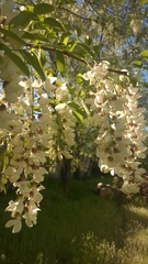 Robinia pseudoacacia