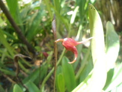 Masdevallia